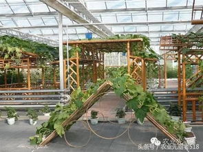 智能温室与竹子景观 打造休闲观光农业新体验